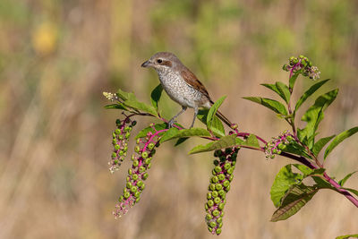 Close-up of bird perching on plant