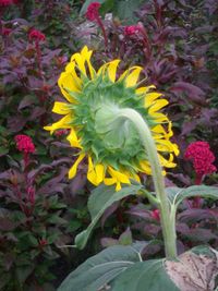 Close-up of yellow flowers