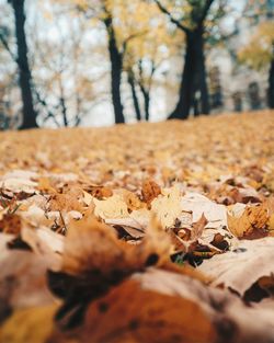 Close-up of dry leaves on fallen tree