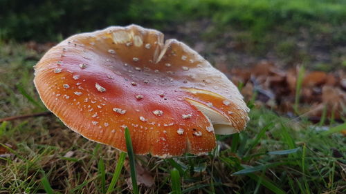 Close-up of fly agaric mushroom on field