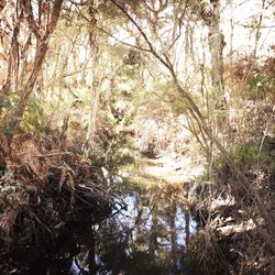 Reflection of trees in water