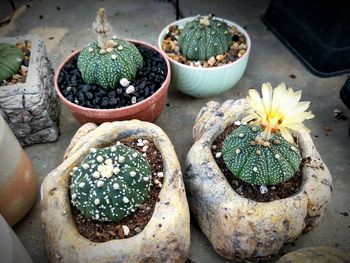 High angle view of succulent plant