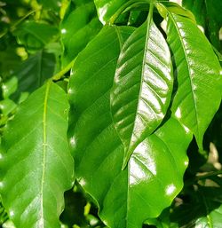 Close-up of fresh green leaves