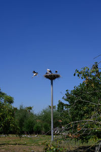 Low angle view of bird perching on plant against blue sky