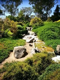 Plants and rocks by trees against sky