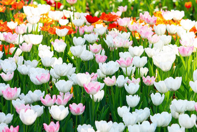 Close-up of white flowering plants on field