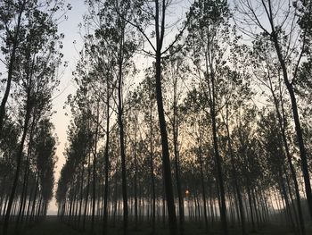 Trees in forest against sky