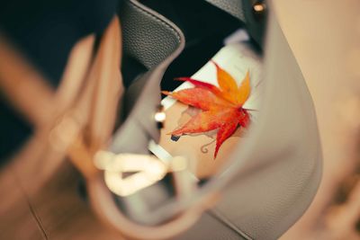 Close-up of maple leaf in a bag