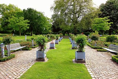 Trees growing in garden