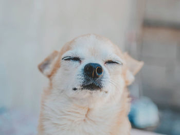Close-up of dog with eyes closed