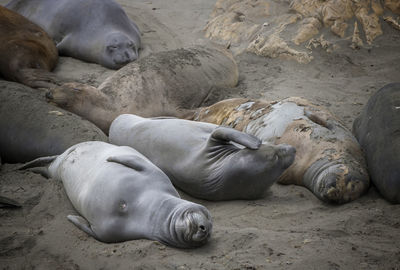 High angle view of animal sleeping on sand