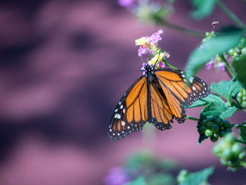 beauty in nature