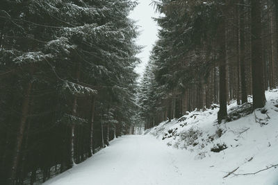 Snow covered road amidst trees in forest