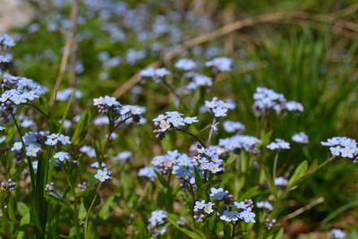 Close-up of white flowers blooming outdoors