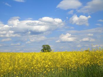 Scenic view of oilseed rape field against sky