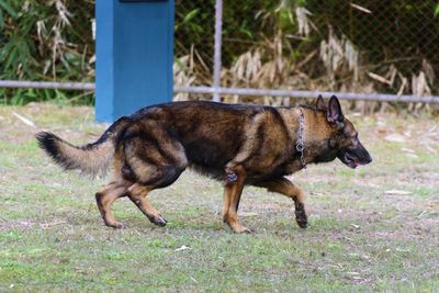 Side view of dog standing on field