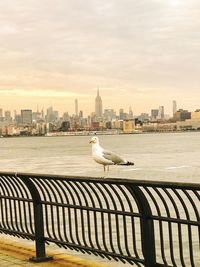 Seagulls perching on a building