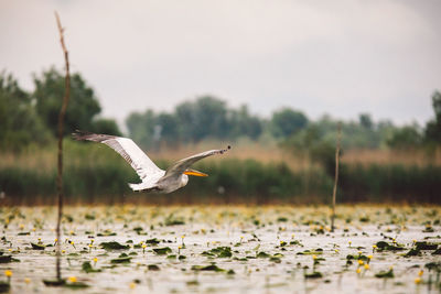 Pelican flying over water