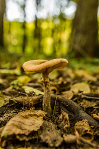 Close-up of mushroom growing in forest