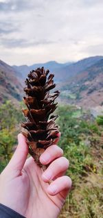 Close-up of hand holding plant against sky