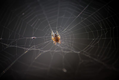 Close-up of spider on web