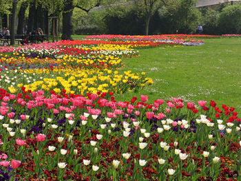 Flowers growing in field