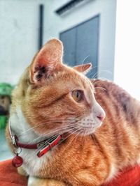 Close-up of a cat looking away