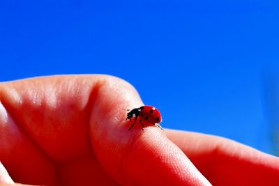 Close-up of ladybug on human finger against clear sky during sunny day