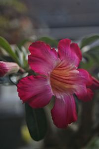 Close-up of pink flower