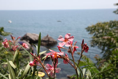 Close-up of flowering plant against sea