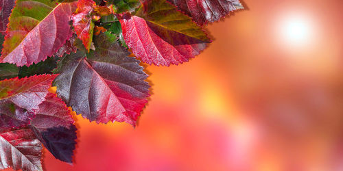 leaf