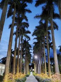 Low angle view of palm trees against sky