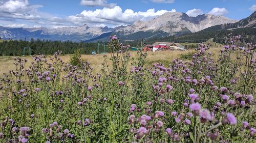 Scenic view of flowering plants on field against sky