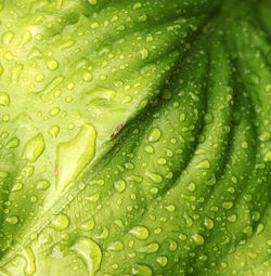 Full frame shot of wet leaf