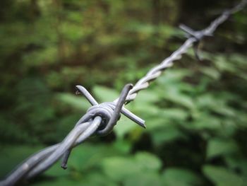 Close-up of barbed wire