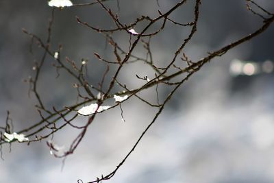 Low angle view of bare tree against sky