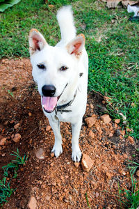 Portrait of white dog on field