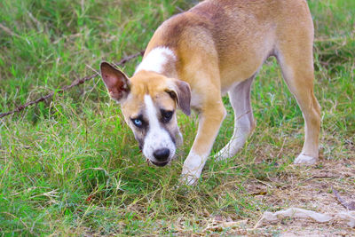 Portrait of dog on field