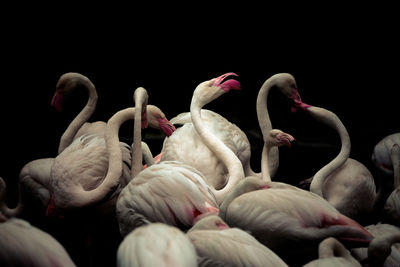 Close-up of birds over black background