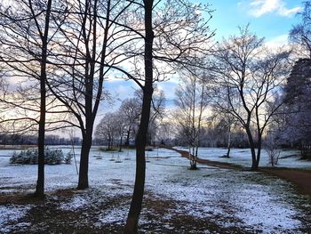 Bare trees on snow covered landscape
