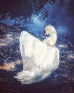 High angle view of swan in lake