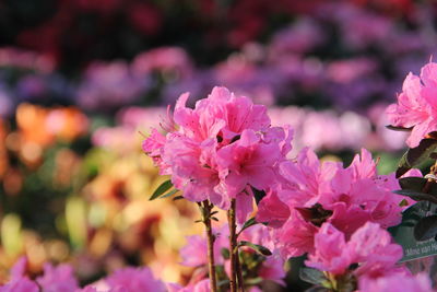 Close-up of pink flowering plant
