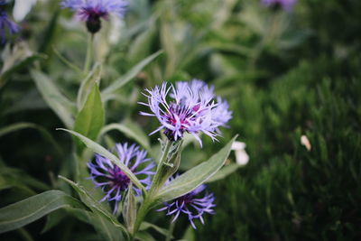 Close-up of pink flowers