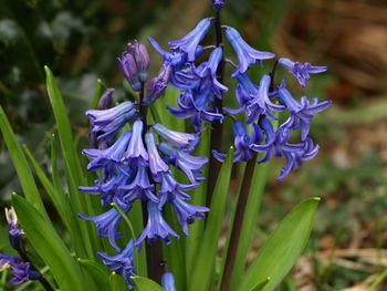 Close-up of purple flowering plant