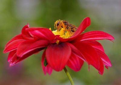 Close-up of insect on red flower