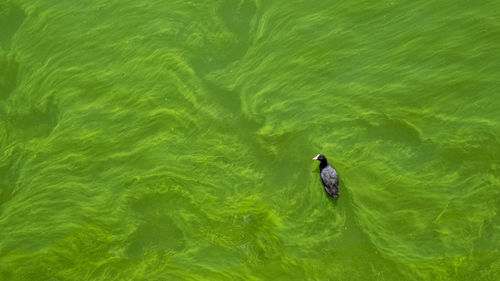 High angle view of duck swimming in lake