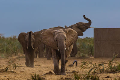 Elephant drinking water