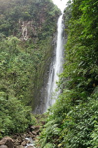 Scenic view of waterfall in forest