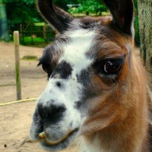 Close-up portrait of lama