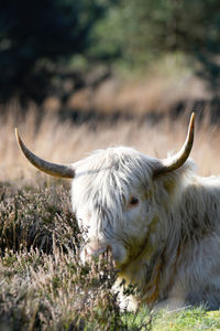 Sheep in a field